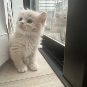 マンチカン(長足)