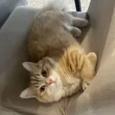 マンチカン(短足)