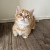 マンチカン(短足)