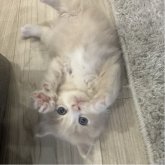 マンチカン(長足)