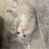 マンチカン(長足)