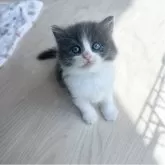 マンチカン(長足)