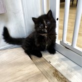 マンチカン(短足)