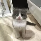 マンチカン(長足)【福岡県・男の子・2025年8月16日・ブルーアンドホワイト】の写真2