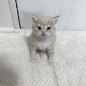 マンチカン(長足)【福岡県・男の子・2025年3月20日・クリームタビーアンドホワイト】の写真2