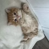 マンチカン(短足)【福岡県・男の子・2025年8月18日・レッドタビー】の写真2