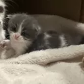 マンチカン(長足)【福岡県・男の子・2025年8月16日・ブルーアンドホワイト】の写真3