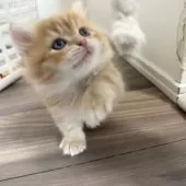 マンチカン(短足)【福岡県・男の子・2025年8月18日・レッドタビーアンドホワイト】の写真3