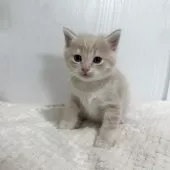 マンチカン(長足)【福岡県・男の子・2025年3月20日・クリームタビーアンドホワイト】の写真4