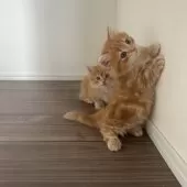 マンチカン(短足)【福岡県・男の子・2025年8月18日・レッドタビー】の写真6