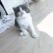 マンチカン(長足)【福岡県・男の子・2025年8月16日・ブルーアンドホワイト】の写真8