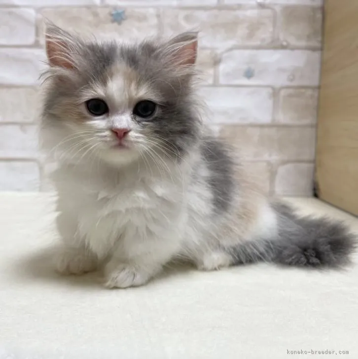 ID：2310-02296の子猫