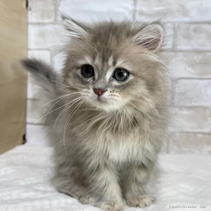 ID：2311-01471の子猫