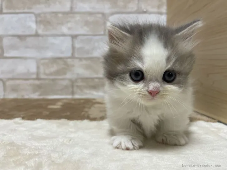 ID:2205-02437の子猫