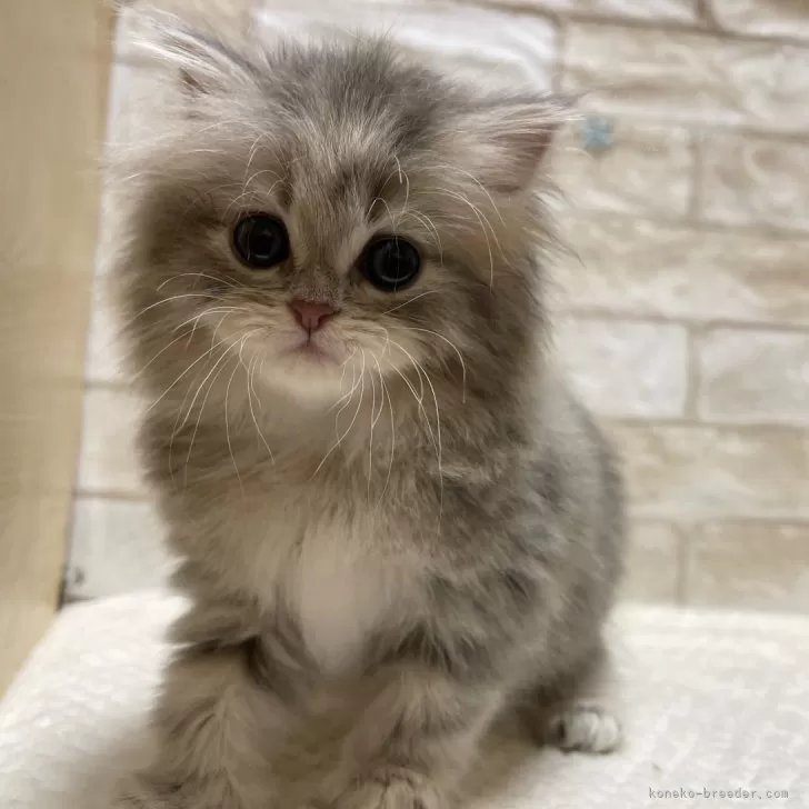ID:2404-00704の子猫
