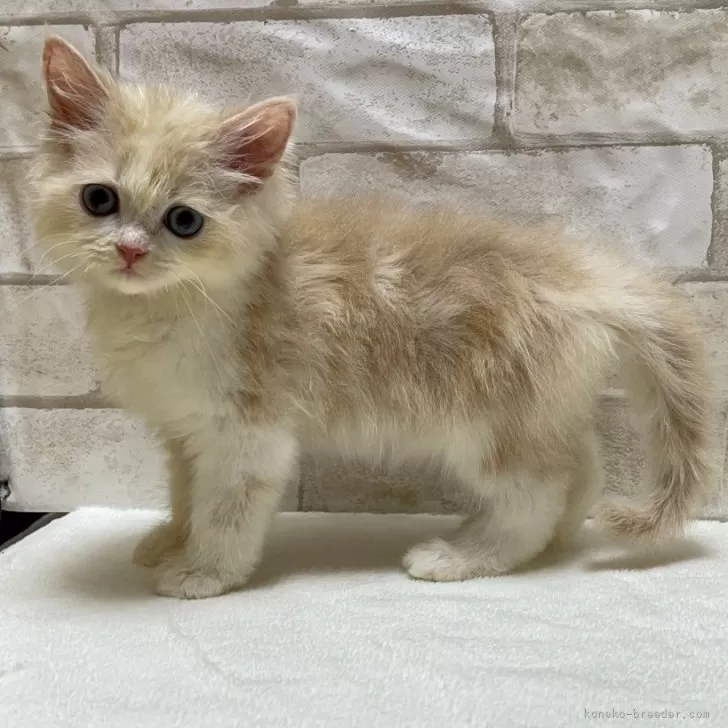 ID:2408-01185の子猫