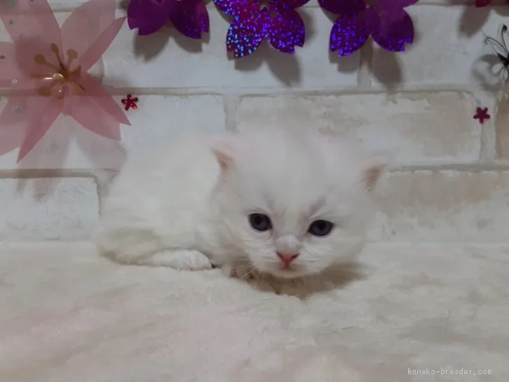 ID:2101-00996の子猫
