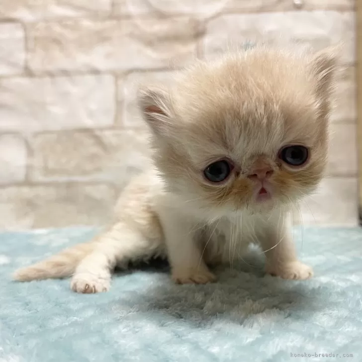 ID:2407-03355の子猫