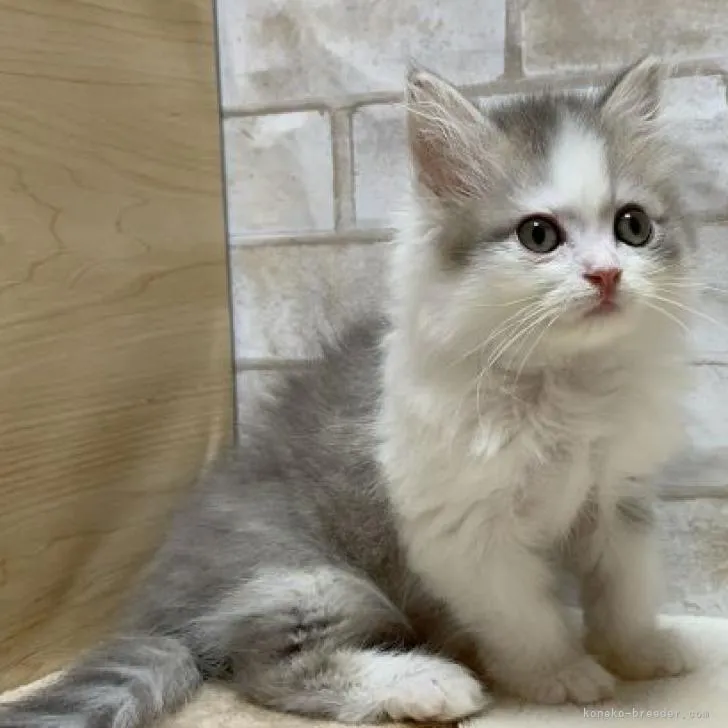 ID:2211-02364の子猫