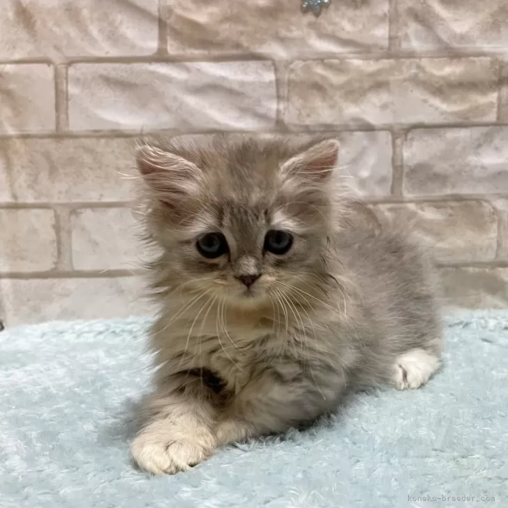 ID:2408-02092の子猫