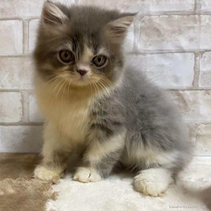 ID:2207-01958の子猫