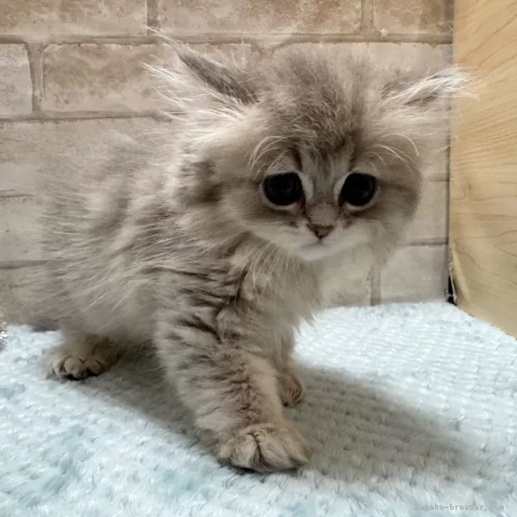 ID:2405-00982の子猫