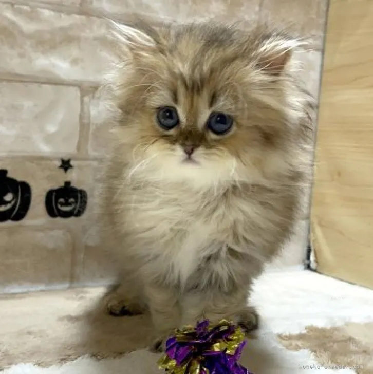 ID:2309-00346の子猫