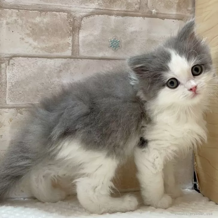 ID：2404-01697の子猫