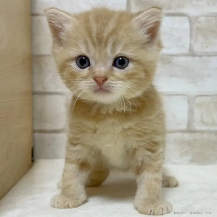 ID：2308-01119の子猫