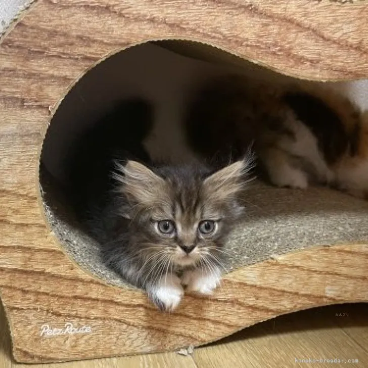 ID：2310-00835の子猫