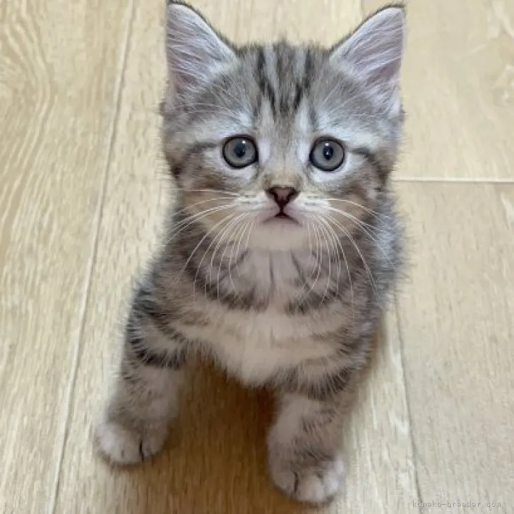 ID:2308-01120の子猫