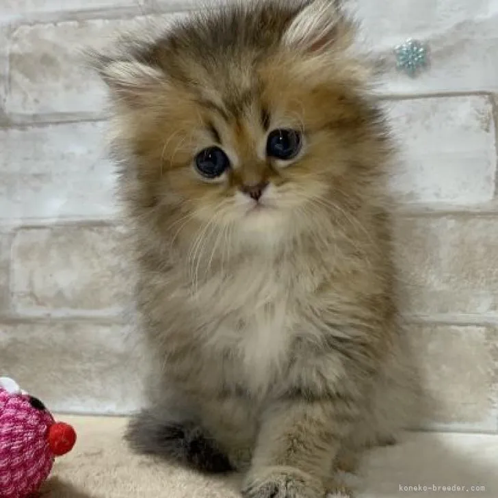 ID:2212-01662の子猫