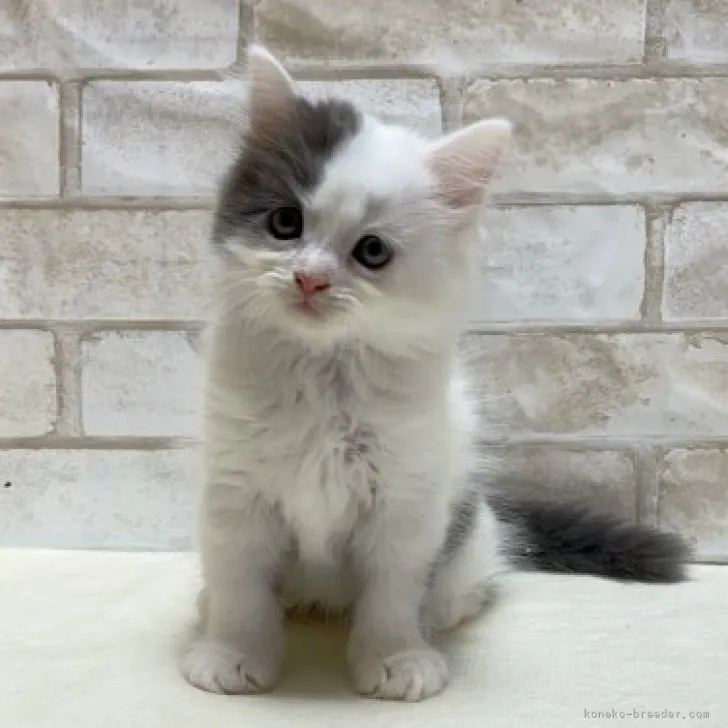 ID：2307-01179の子猫