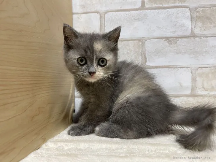 ID:2204-01398の子猫
