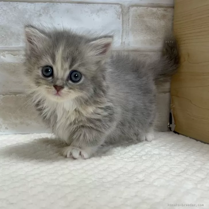 J.T 様のお迎えした子猫