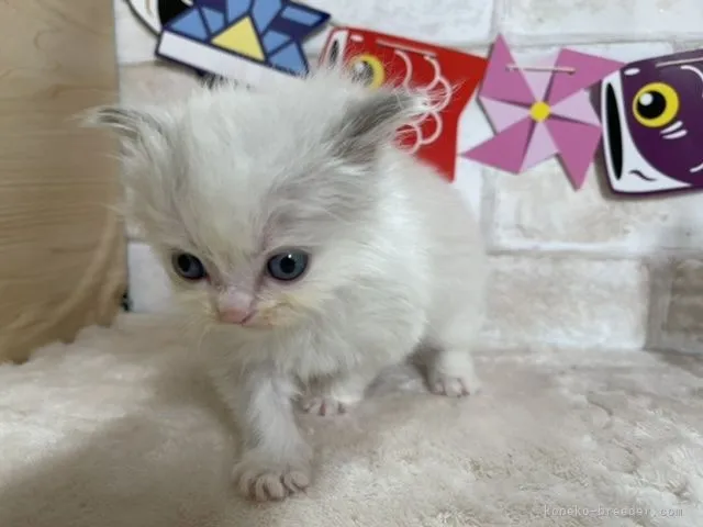 ID：2104-01899の子猫