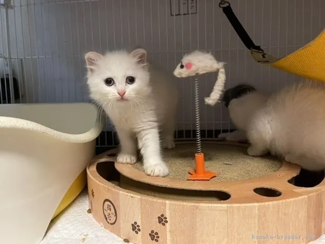 ID:2106-00677の子猫