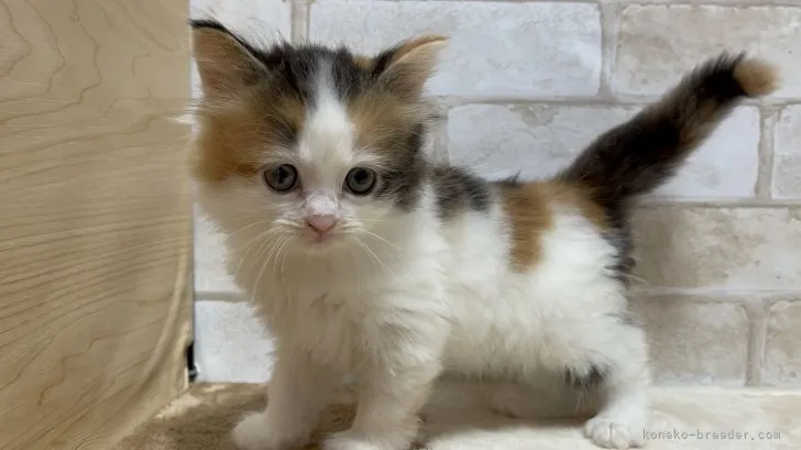 ID：2204-00665の子猫