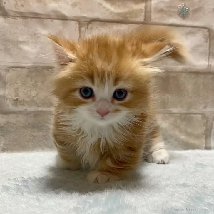 ID：2405-01872の子猫