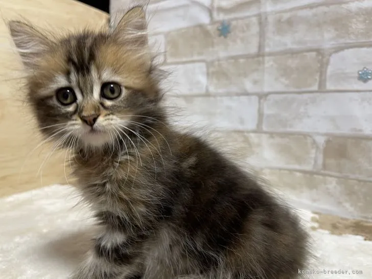 ID：2205-02434の子猫