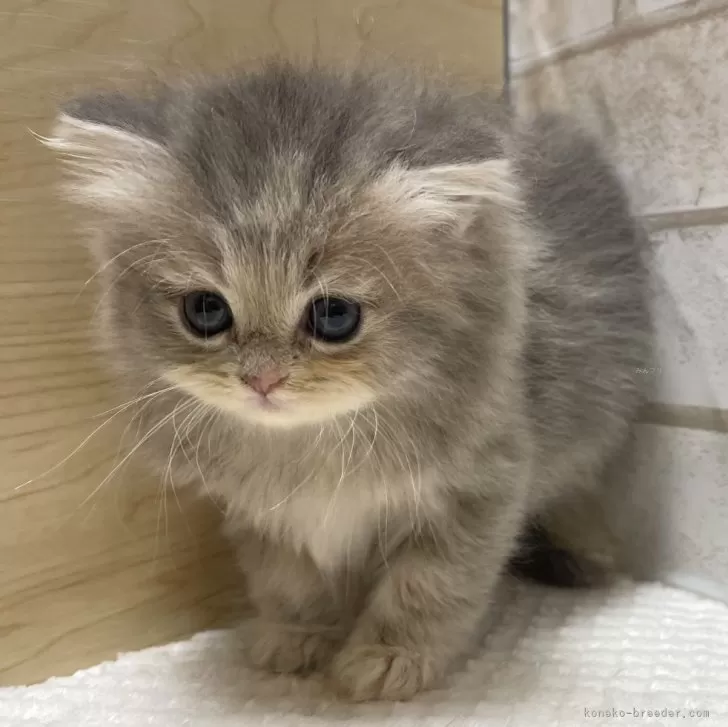 ID:2409-02975の子猫