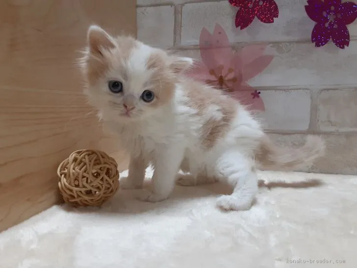 ID：2101-01007の子猫