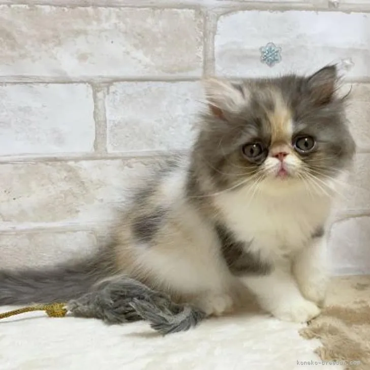 ID：2208-01215の子猫