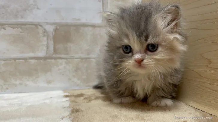ID:2204-02603の子猫