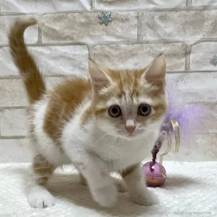 ID：2403-01359の子猫