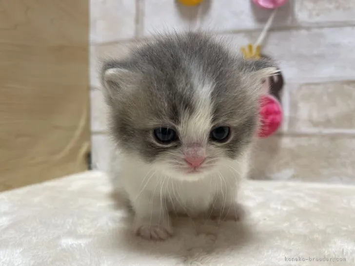 ID：2202-01906の子猫