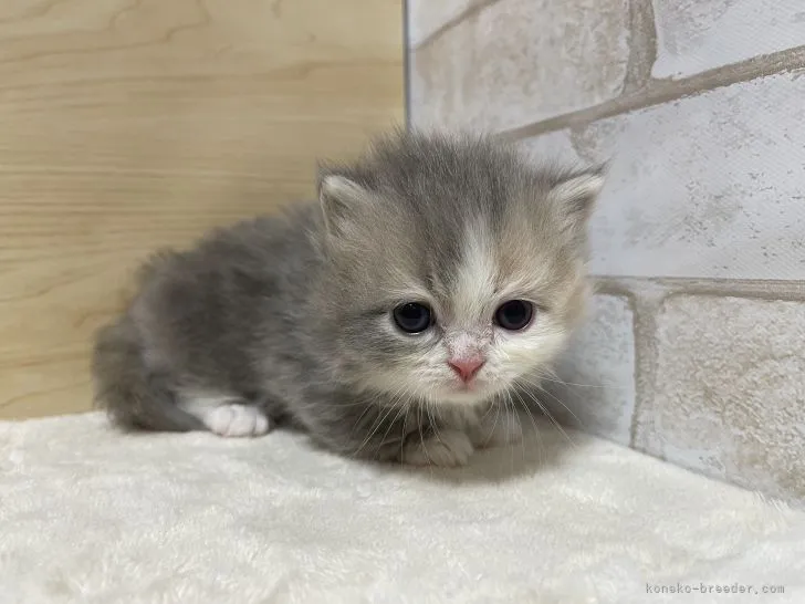 ID:2204-02602の子猫