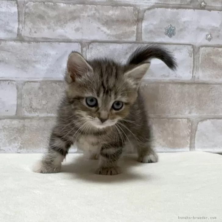 ID：2405-01852の子猫