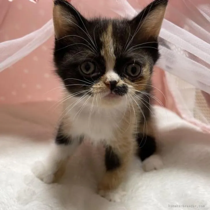 ID:2212-01018の子猫