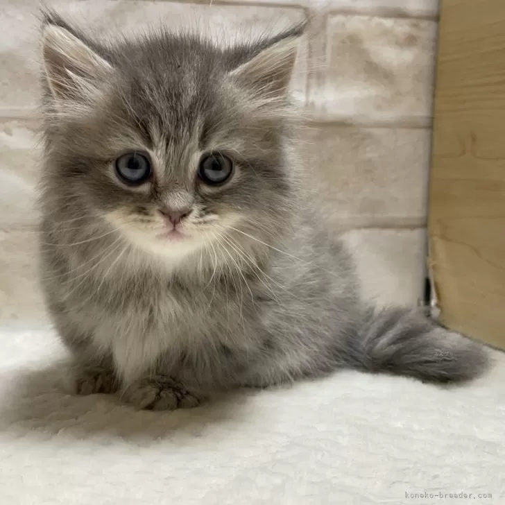 ID：2405-02536の子猫
